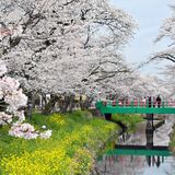 栃木県内桜便り２０２３　各地のにぎわい紹介【動画】