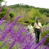 ハーブ園にも秋の足音　佐野のみかも山公園でアメジストセージ見頃