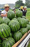 「与一西瓜」の収穫開始　大田原