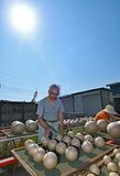 花火玉の天日干し大詰め　野木