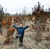 花粉抑えたスギに植え替えに官民動く
