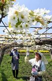ナシの花満開で授粉作業　宇都宮