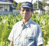 ＜180＞収穫シーズンを迎えた秋の味覚・サトイモ　ＪＡかみつがのサトイモ