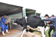 大野放牧場で収牧　大田原