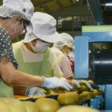 小ぶりでも糖度十分　ナシ「幸水」出荷スタート　ＪＡしおのや高根沢センター