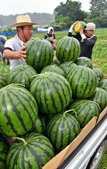 「与一西瓜」の収穫開始　大田原