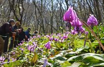 カタクリの花が見頃　佐野の群生地