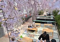 かまがわ川床桜まつり