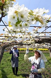 ナシの花満開で授粉作業　宇都宮