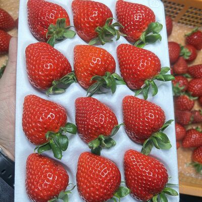 市川いちご園の「あまりん」