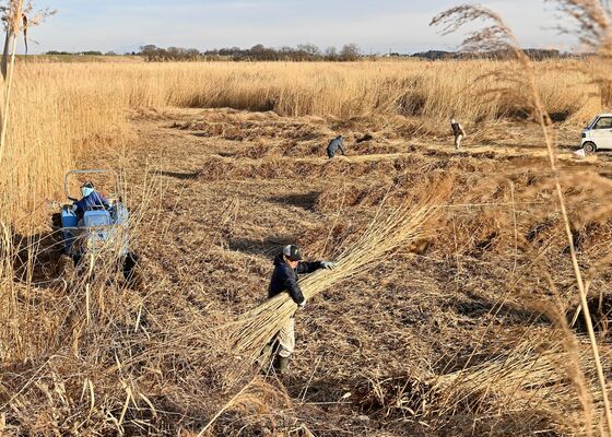 渡良瀬遊水地で進むヨシの刈り取り作業＝22日午後３時25分、栃木市藤岡町部屋