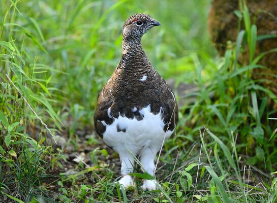 那須どうぶつ王国から中央アルプス駒ケ岳に移送されたニホンライチョウ（那須どうぶつ王国提供）