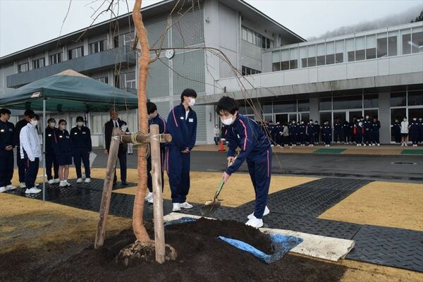 シダレザクラに土をかける生徒