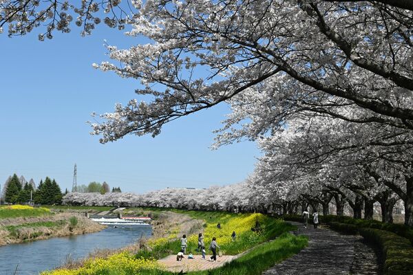 桜と菜の花が満開となった昨春の姿川沿い
