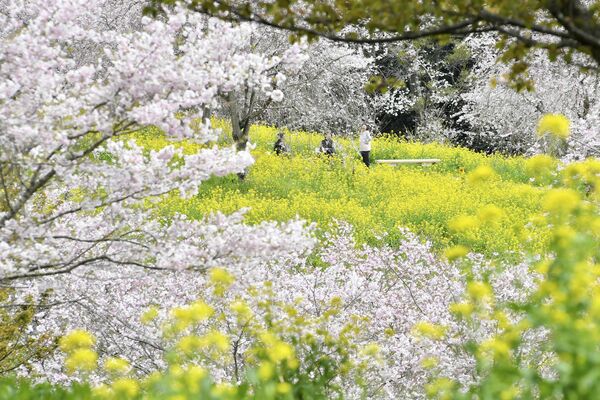 小宅古墳群の斜面を彩る桜と菜の花