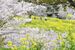 小宅古墳群の斜面を彩る桜と菜の花