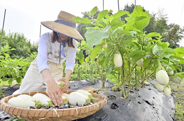 丸々と実った白ナスの収穫作業=27日午前8時50分、高根沢町大谷