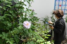 世界一青いバラ「青龍」の生みの親、小林森治氏の功績たどる　とちぎ花セン…