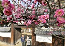 足利学校で寒紅梅見頃　雪との共演も