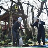 元気な西行桜、復活へ第一歩　工事実施　光丸山法輪寺
