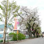新川沿いの桜並木、植え替え進む　宇都宮市と保存会など、７割更新完了