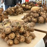 園芸活性化へ、まずはサトイモに注目　JAなす南などが新組織　就農者確保…