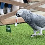 Ｗ杯１次リーグは「１勝２敗」　那須のヨウムが“辛口”予想【動画】