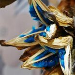 奇跡の青い種、伐採したタビビトノキに　「30年間で初」　とちぎ花センター