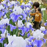 下野・石橋あやめ園でジャーマンアイリス見頃　風に揺れる「空の色みたい」な花びら