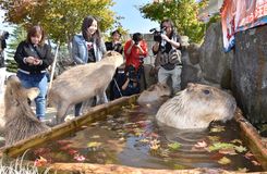 カピバラのモミジ湯　那須どうぶつ王国