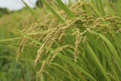 【コメ問題】3カ月足らずで増産撤回