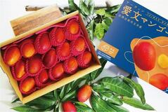 台湾アーウィンマンゴー発祥の地「玉井マンゴー」  旬の5kg箱を期間限定・数量限定で販売