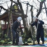 元気な西行桜、復活へ第一歩　工事実施　光丸山法輪寺