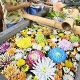 菊花で彩る清めの手水　重陽の節句で下野星宮神社