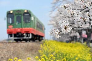 桜と菜の花が沿線で競演 真岡鉄道の 桜 菜の花街道 動画 県内主要 地域の話題 動画 下野新聞 Soon ニュース とちぎさくら前線 下野新聞 Soon スーン