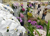 宇都宮でとちぎ蘭展