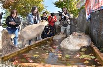 カピバラのモミジ湯　那須どうぶつ王国