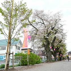 新川沿いの桜並木、植え替え進む 宇都宮市と保存会など、7割更新完了