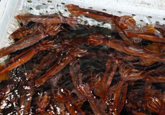 　いけすで泳ぐスルメイカ＝６月、北海道函館市
