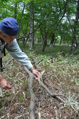 シカの食害に遭っているとみられるミツモチ山のササの群生。茎の先に伸びているはずの葉が少ない＝６月、矢板市長井