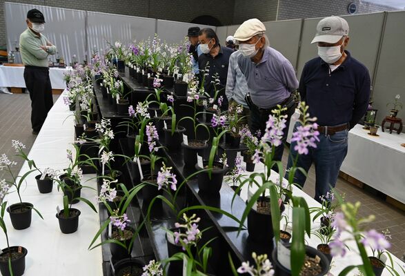 かれんな花が愛好家を魅了しているウチョウラン展示大会