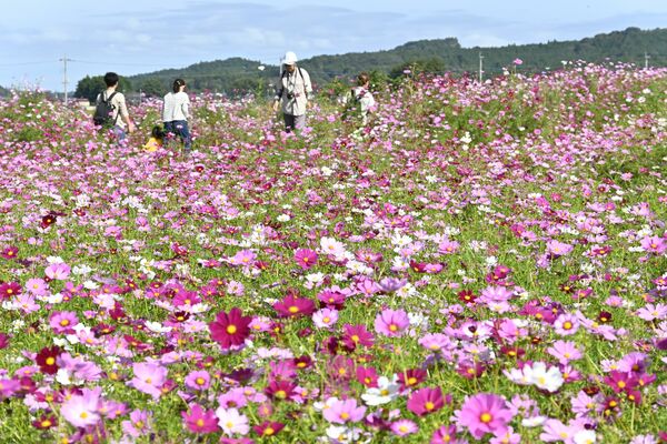 見頃を迎えたコスモス畑