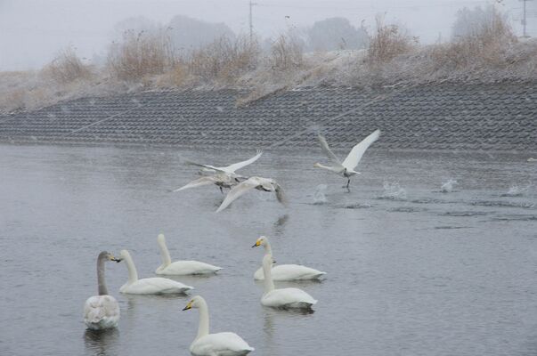 雪が降る中、餌を求めて飛び立つハクチョウ