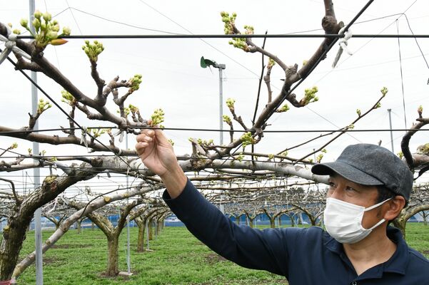 ナシの花芽の状態を確認する大橋さん。奥に立つ防霜ファンで被害を防ぐ＝24日午後、宇都宮市
