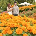 花摘み体験やカフェで優雅な時間を ぐんまフラワーパークプラス(群馬県前橋市)