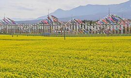 菜の花とこいのぼり　那須