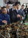 鈴木農相がカキ養殖場を視察