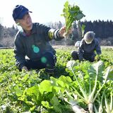 伝統の野口菜みずみずしく　細々と続く収穫作業　日光【動画】