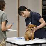 保護犬、保護猫の選択肢が浸透　栃木県動物愛護指導センター　譲渡割合が上昇傾向