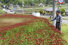 斜面に広がる深紅の花